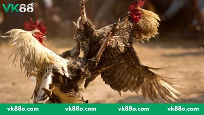 Đánh giá gà chọi tốt dựa trên các lưu ý cơ bản