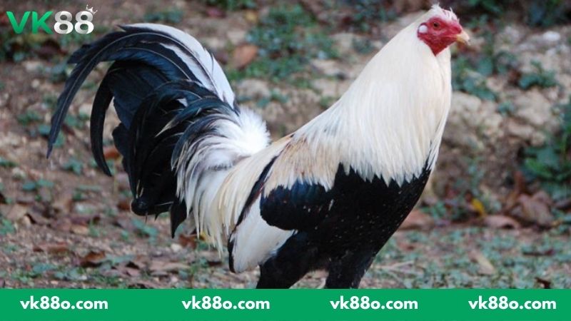 Hướng dẫn chọn chiến kê dựa trên thể trạng bên ngoài