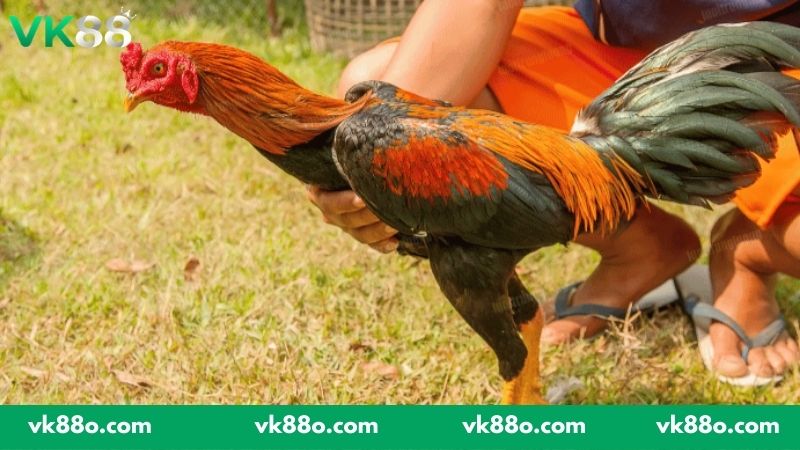 Ý nghĩa của việc nắm vững mẹo chọn gà chọi